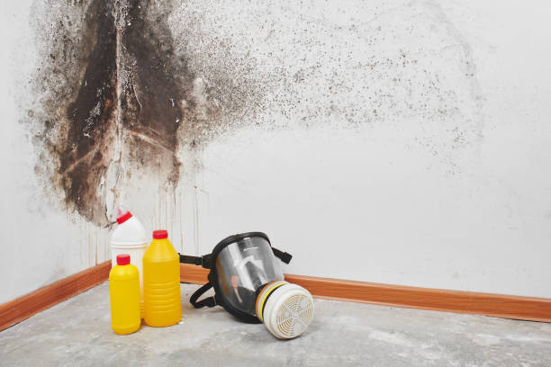 Best White Mold Remediation in Walton, KY