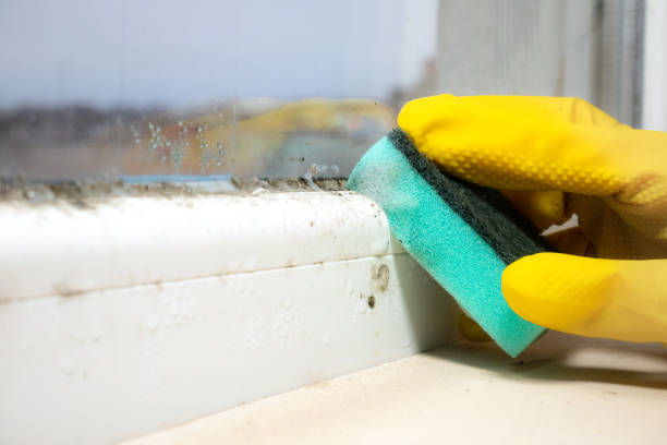 Best Attic Mold Remediation in Walton, KY