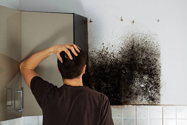 Best Kitchen Mold Remediation in Walton, KY